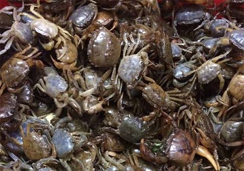 Cua đồng chữa bệnh gout