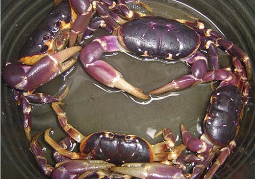 Cua đồng có chữa được bệnh gout