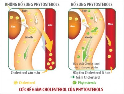 Hoạt chất phytosterol