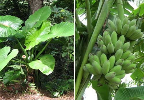 bài thuốc củ ráy và chuối hột chữa bệnh gout