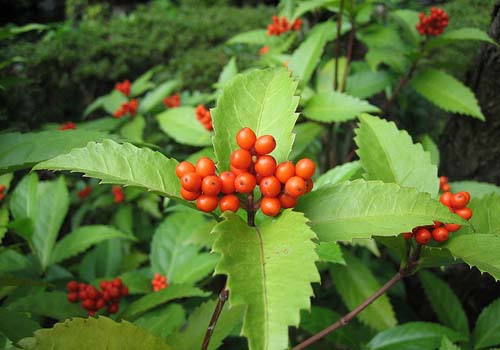 Sói rừng - một loại thuốc nam chữa bệnh gout