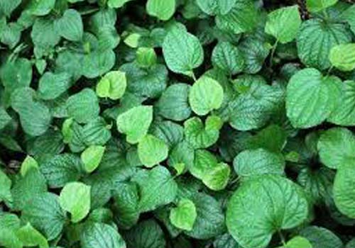 Lá lốt - rất tốt cho bệnh nhân gout