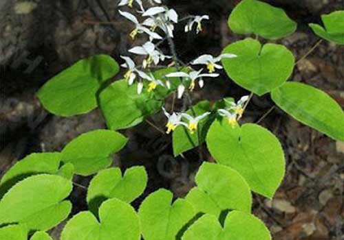 cây dâm dương hoắc chữa bệnh gout