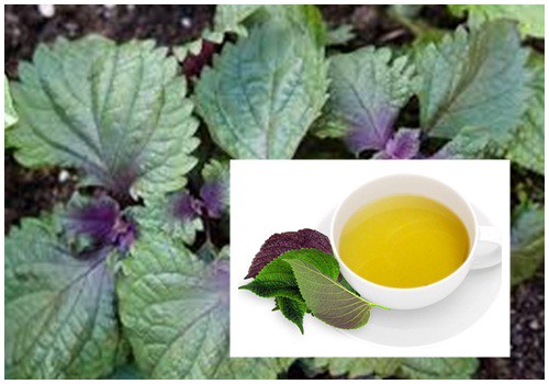 nước lá tía tô