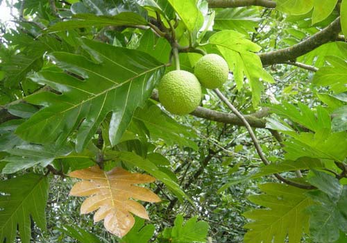 Lá sake lợi tiểu tăng đào thải acid uric rất tốt cho bệnh gout