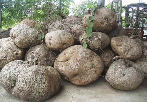 Củ bình vôi chữa bệnh gout