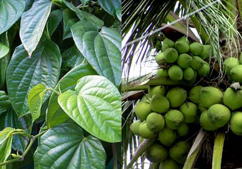 Bài thuốc chữa bệnh gout bằng lá trầu không và dừa xiêm