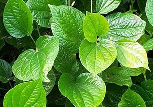 Điều trị bệnh gout bằng lá lốt