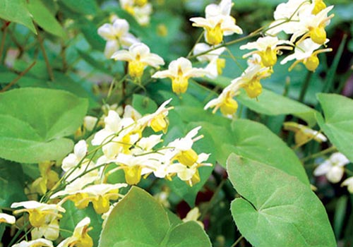 Cây dâm dương hoắc