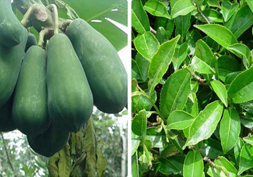 Chữa bệnh gout bằng đu đủ và trà xanh