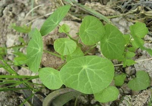 Cây bình vôi chữa bệnh gout