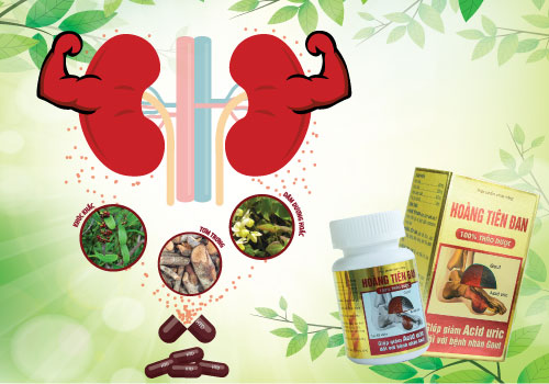Hoàng tiên đan tiêu tan nỗi lo bệnh gút