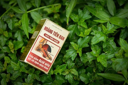 Hoàng Tiên Đan – Tiêu tan nỗi lo mắc gút