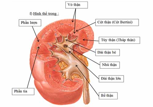 Thận và thuốc làm suy giảm chức năng thận