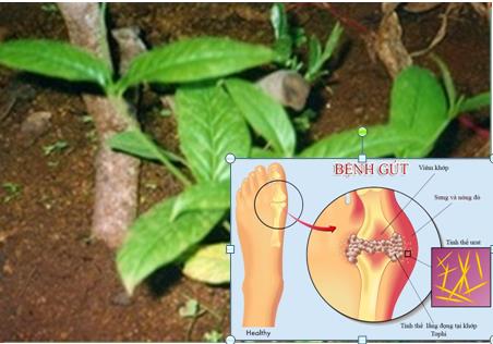 Công dụng điều trị bệnh gout từ thảo dược