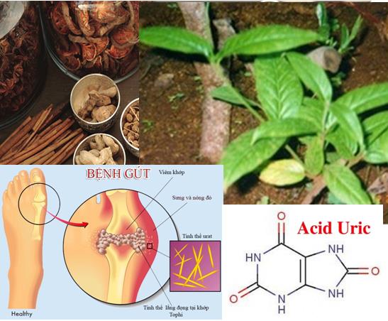 Thảo dược quý đánh tan bệnh gút
