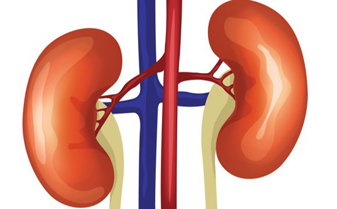 Thận có vai trò rất quan trọng trong cơ thể