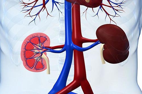 Các bệnh lý về thận là con đường ngắn nhất dẫn đến gút mạn tính