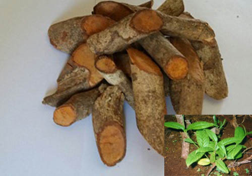 Hình ảnh thân và lá cây tơm trơng