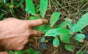 Hình ảnh cây tơm trơng trị bệnh gout