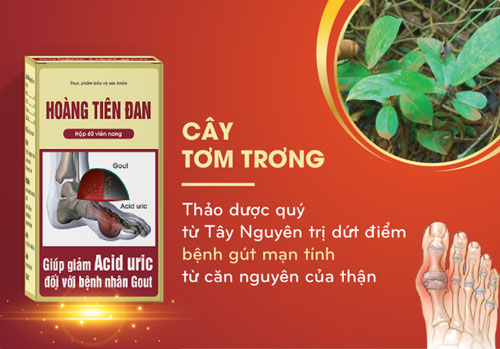 Hoàng Tiên Đan – Thuốc chữa bệnh gút