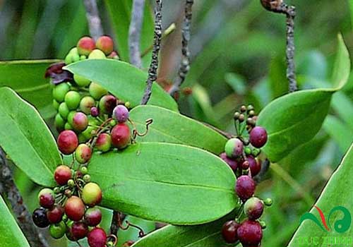 Cây khúc khắc chữa bệnh gout