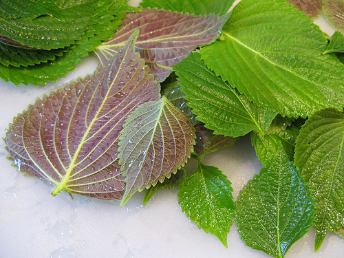 Nước tía tô được nhiều người sử dụng để trị gút