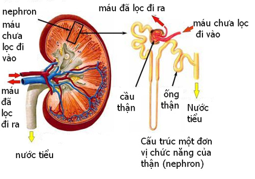 Quá trình lọc máu của thận