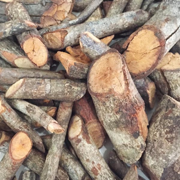 Cây Tơm Tơm – “chìa khóa vàng” trong điều trị gút mạn tính