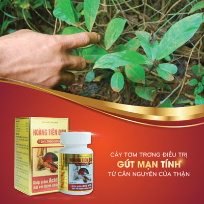 Sản phẩm triết suất từ cây tơm trowng - Hoàng Tiên Đan – Tiêu tan nỗi lo bệnh gút