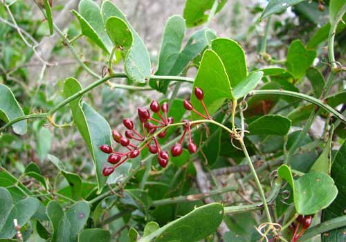 Hình ảnh cây khúc khắc chữa bệnh gout