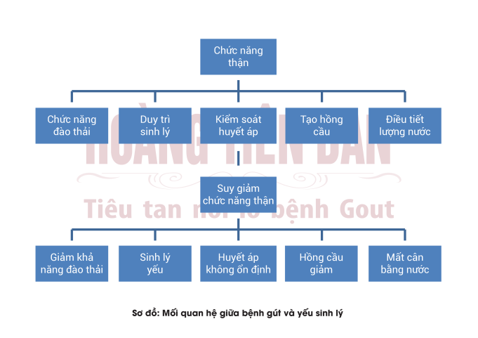 Mối quan hệ của thận với bệnh gút và yếu sinh lý