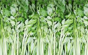 Rau cần - thực phẩm tốt cho người bị gout