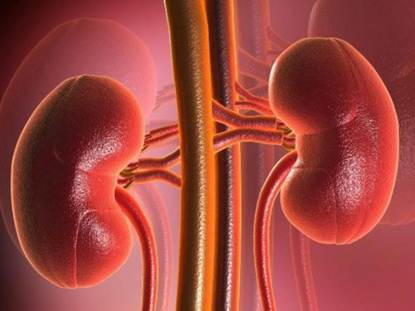 Mặc dù có kích thước nhỏ bé nhưng thận là cơ quan đảm nhiệm nhiều chức năng quan trọng giúp duy trì sự sống