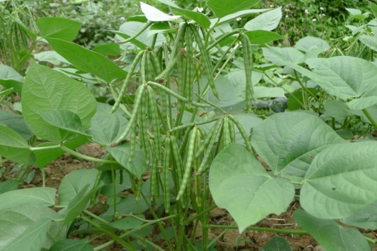 Đậu xanh còn rất bổ dưỡng