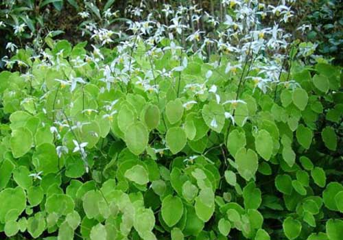 Cây dâm dương hoắc chữa bệnh gout