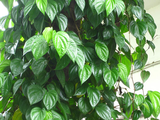 Lá trầu không – vị thuốc quý trong chữa trị bệnh gout