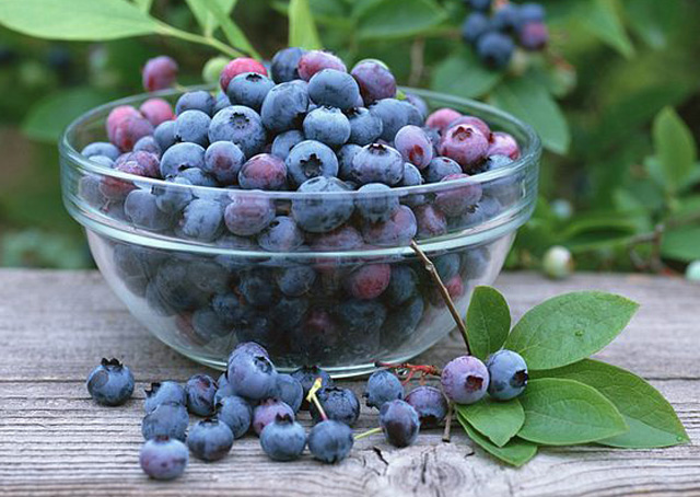 Quả việt quất rất tốt cho việc giảm axit uric