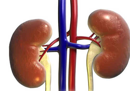 thận yếu là căn nguyên của bệnh gút mạn tính