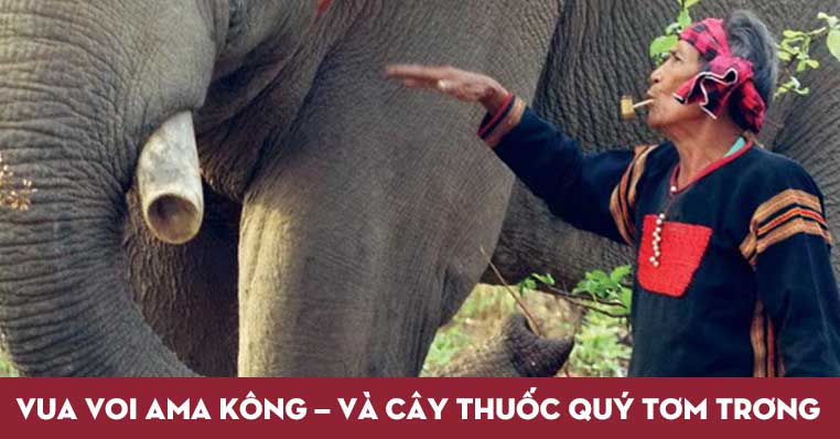 Vua Voi Ama Kông là người đã biến cây Tơm trơng trở thành “linh hồn” trong các bài thuốc quý của đồng bào Tây Nguyên