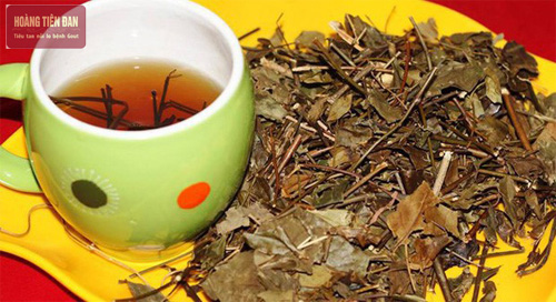 Nước lá vối cũng là thức uống rất tốt cho người bị bệnh gout