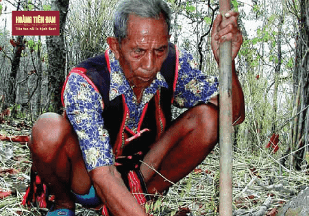 Cây Tơm Trơng được Vua voi tìm thấy trong những lần vào rừng sâu