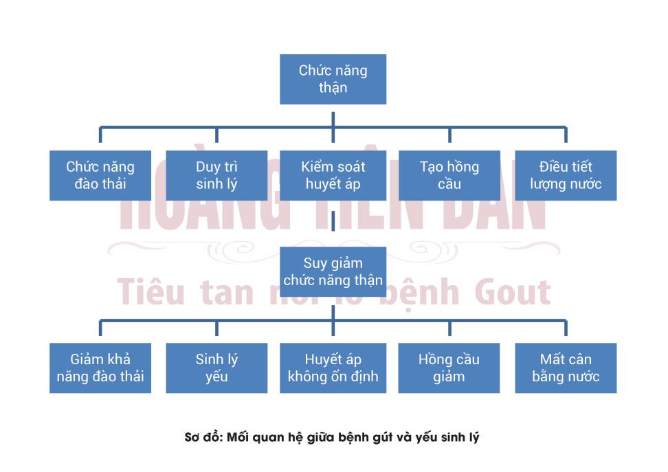 Mối tình “tay ba” của thận – gút – yếu sinh lý