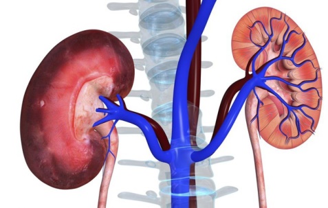 Thận suy yếu tạo điều kiện cho bệnh gút tác oai, tác quái