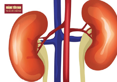 Suy giảm chức năng thận là “thủ phạm” gây yếu sinh lý ở người mắc gút
