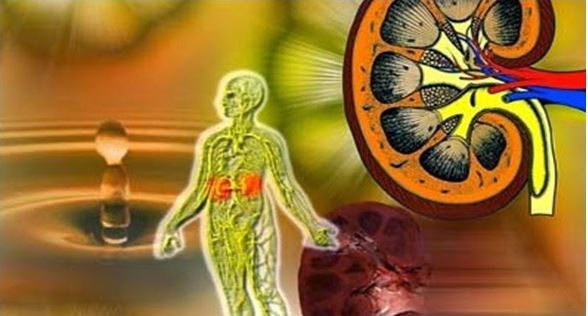 Thận yếu là “thủ phạm” gây nên bệnh gút và yếu sinh lý ở người mắc gút