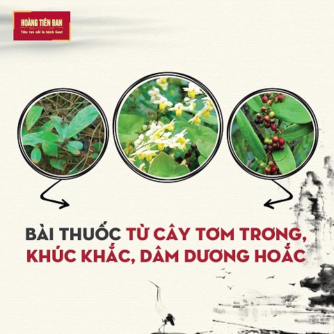 Hoàng Tiên Đan là sự kết hợp của 3 thảo dược quý: Tơm trơng, Khúc khắc, Dâm dương hoắc