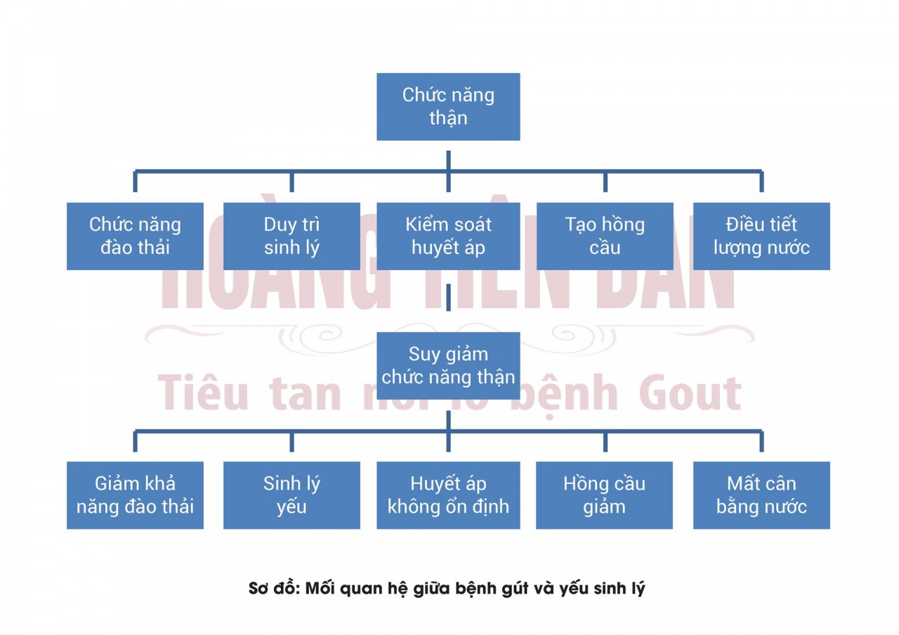 Thận suy giảm chức năng là khởi nguồn của nhiều bệnh lý nguy hiểm, trong đó có gút và yếu sinh lý