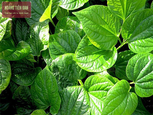 Các bài thuốc dân gian hỗ trợ điều trị bệnh gout hiệu quả