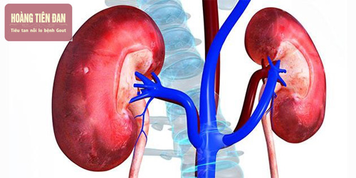 Thận có vai trò rất quan trọng trong cơ thể con người